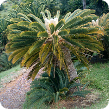 E. friderici-guilielmi