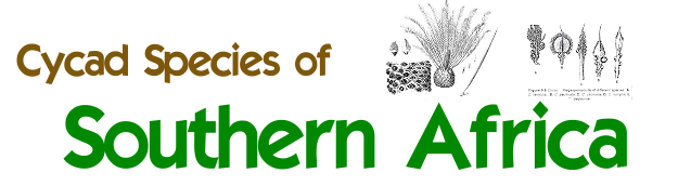 African Cycads African Cycads